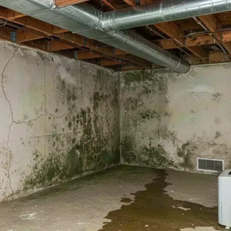 Professional Mold Removal in Sharpsville, PA